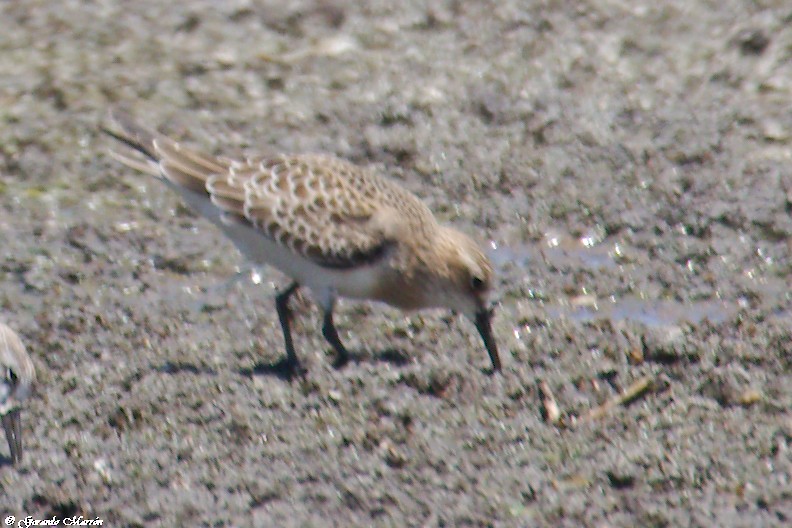 Baird's Sandpiper - ML67083031