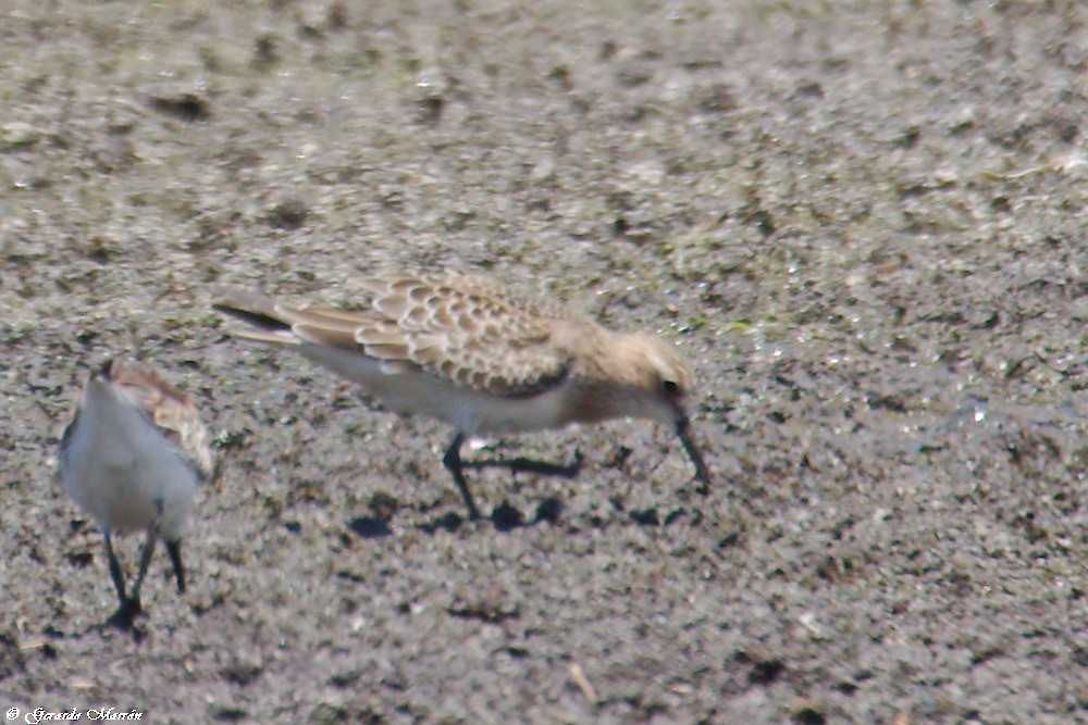 Побережник канадський - ML67083081