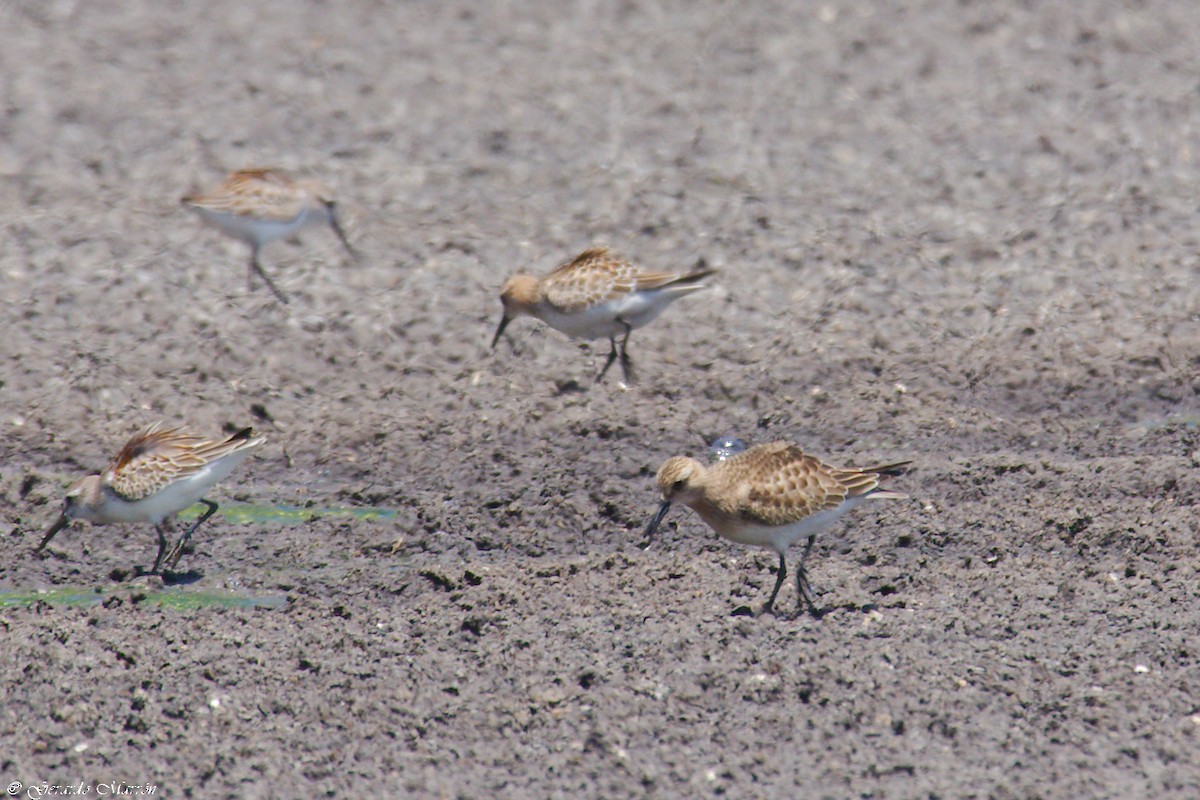 Побережник канадський - ML67083091
