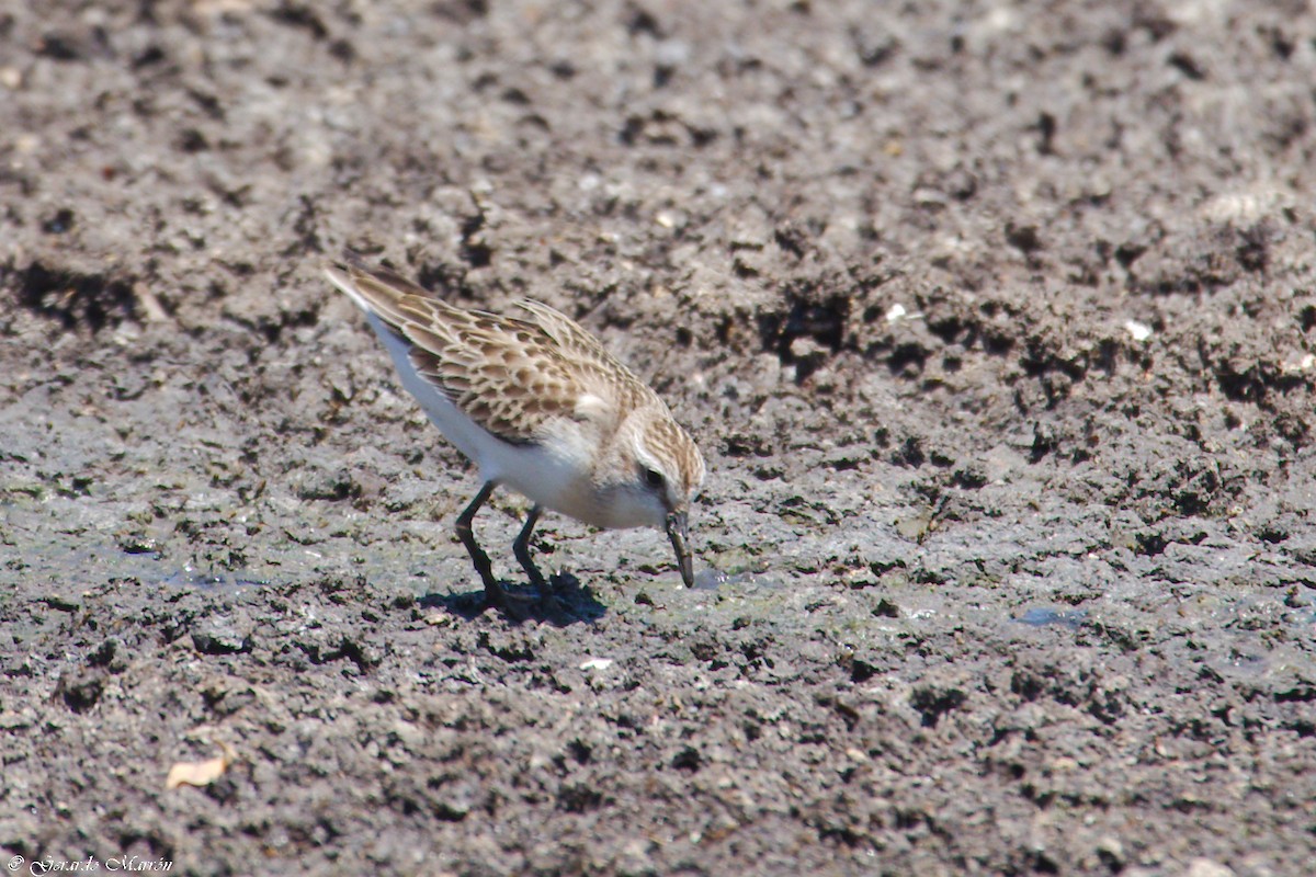 Побережник тундровий - ML67083461