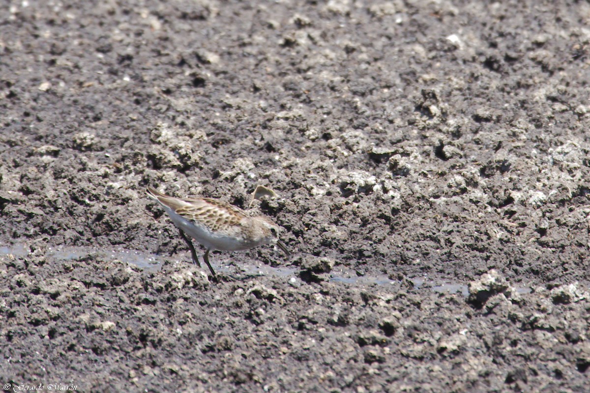 Побережник тундровий - ML67083491