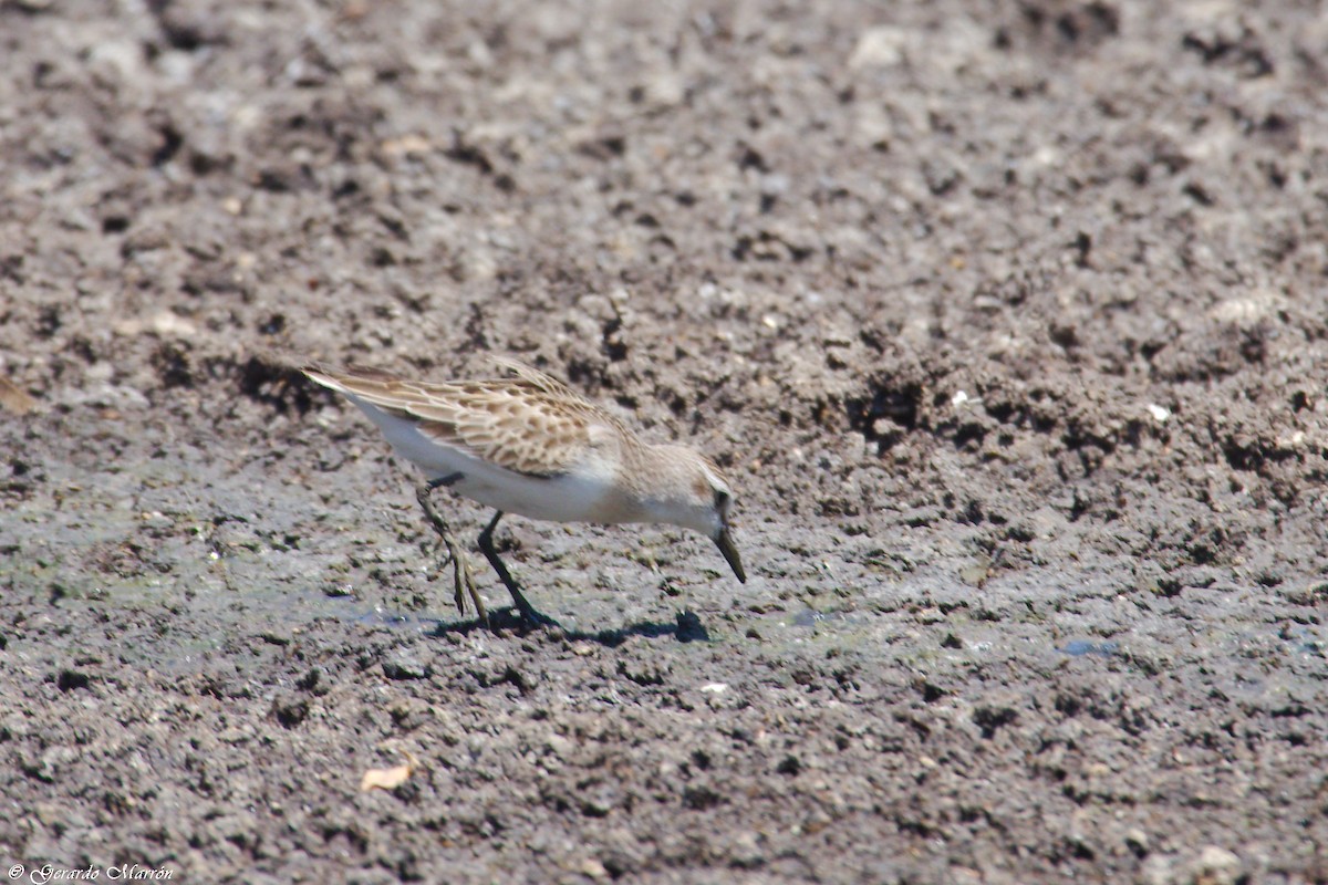 Побережник тундровий - ML67083521