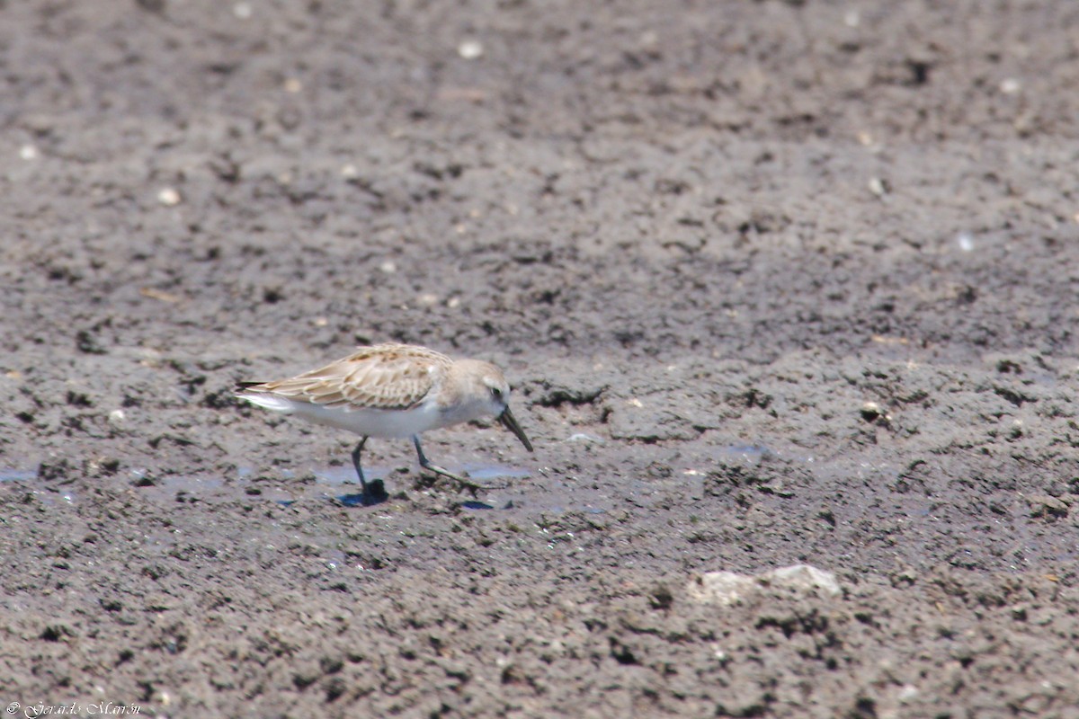 Western Sandpiper - ML67083671