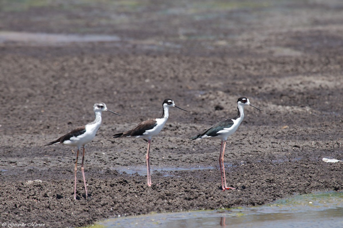 Black-necked Stilt - ML67083941