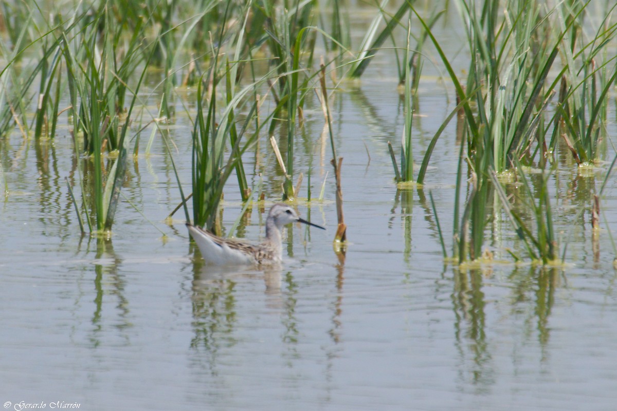 Плавунець довгодзьобий - ML67084381