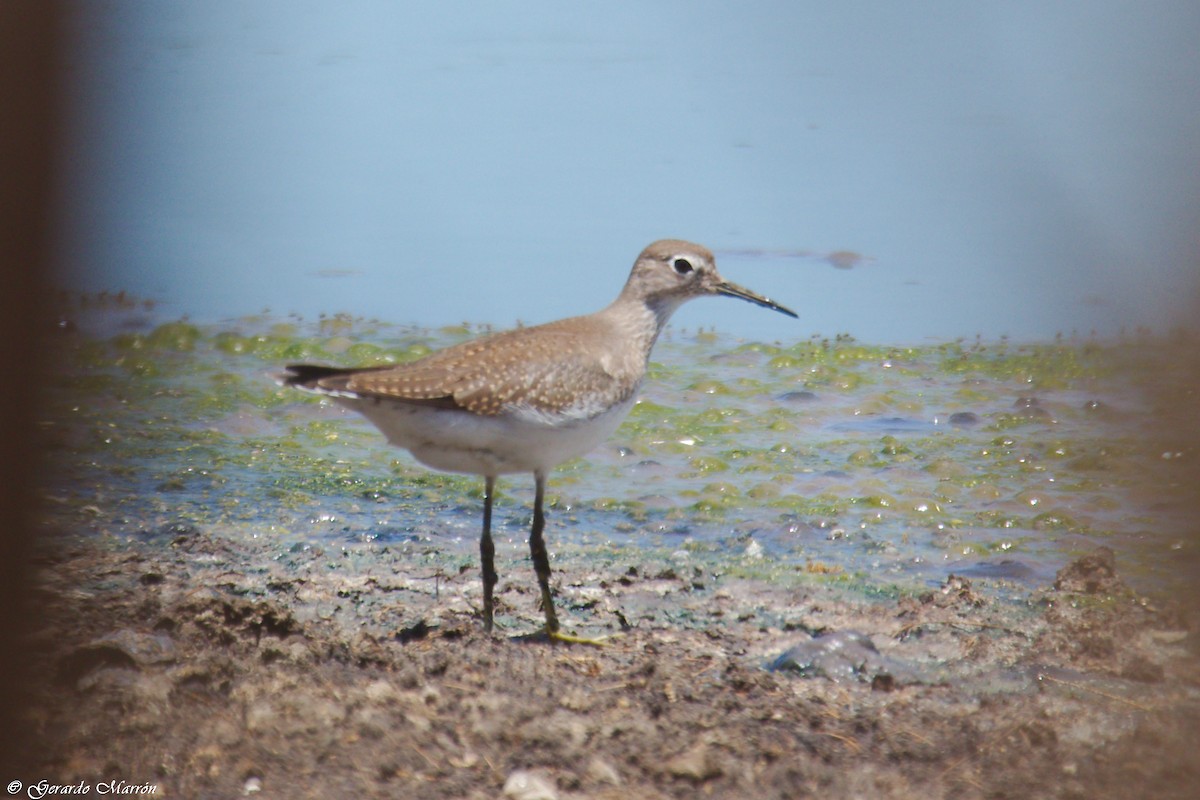 Solitary Sandpiper - ML67084541