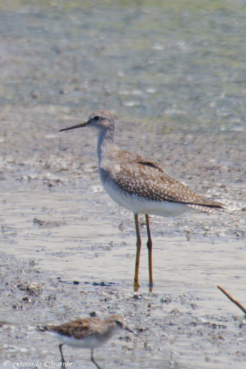 Коловодник жовтоногий - ML67084611