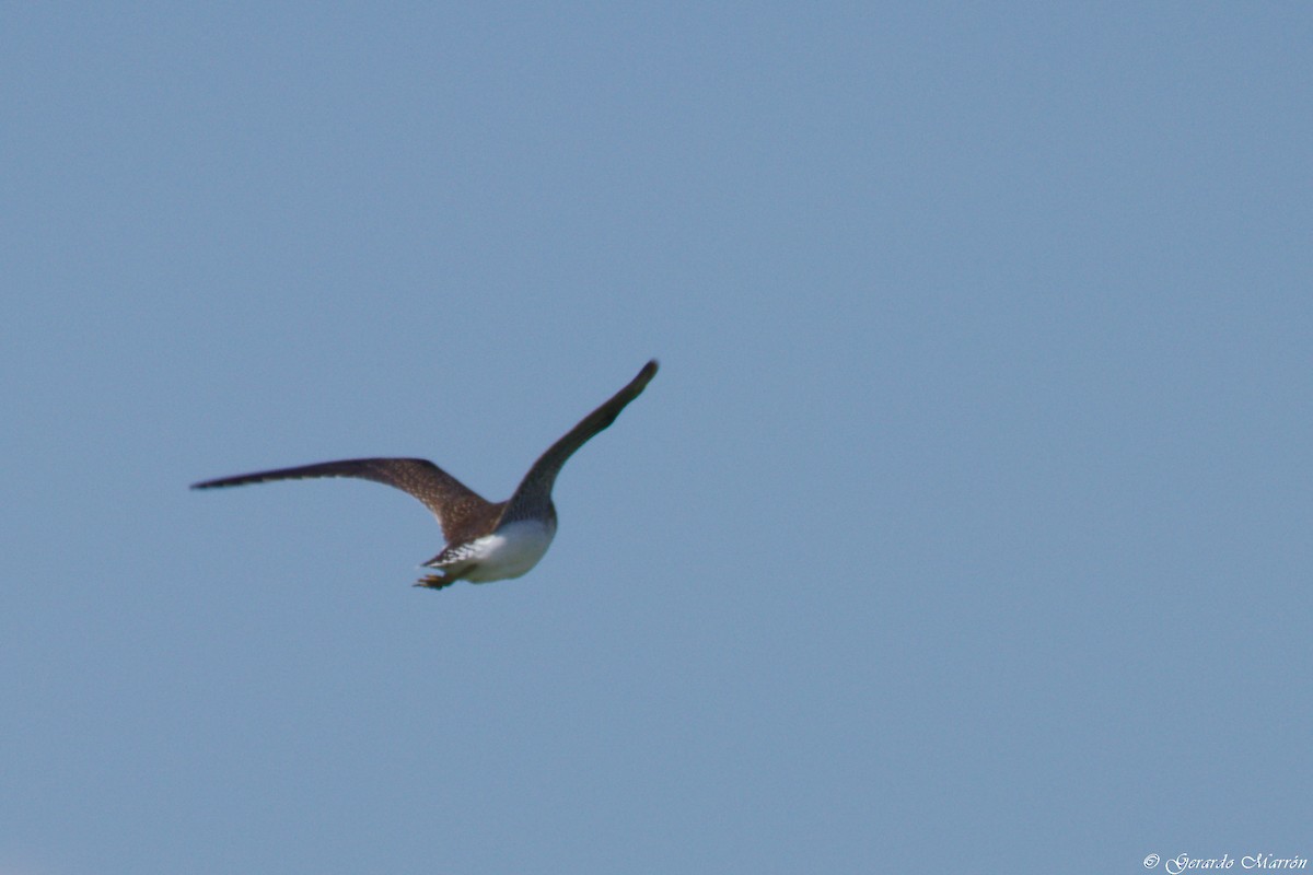 Solitary Sandpiper - ML67084651