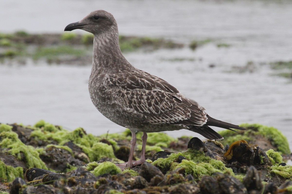 Western Gull - Daniel Tinoco