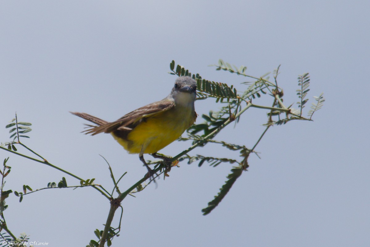 Тиран тропічний - ML67085531