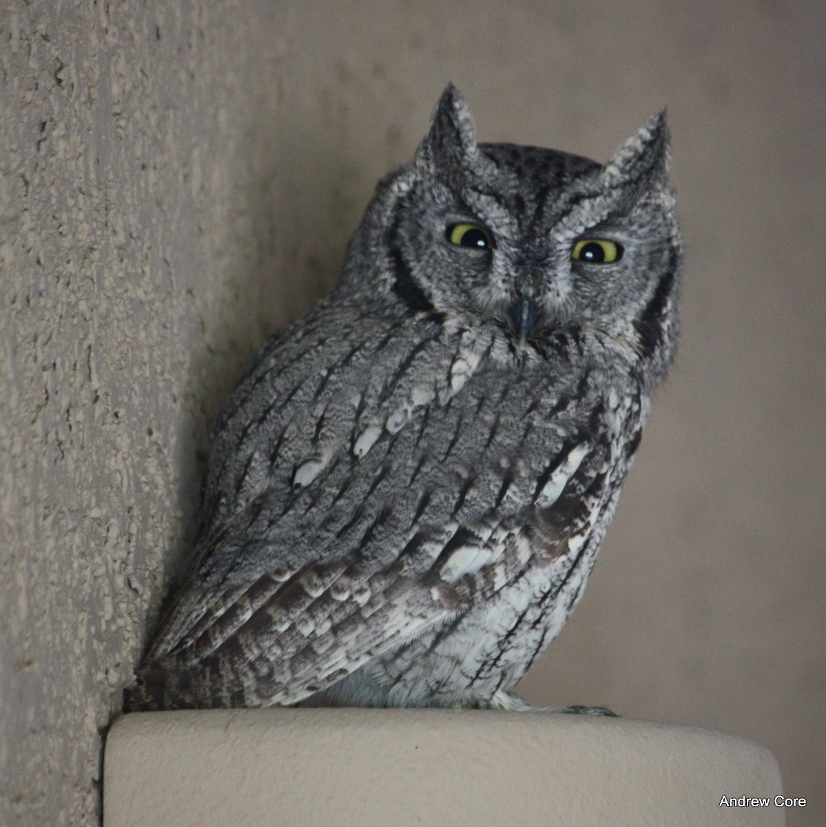 Western Screech-Owl - ML67085701