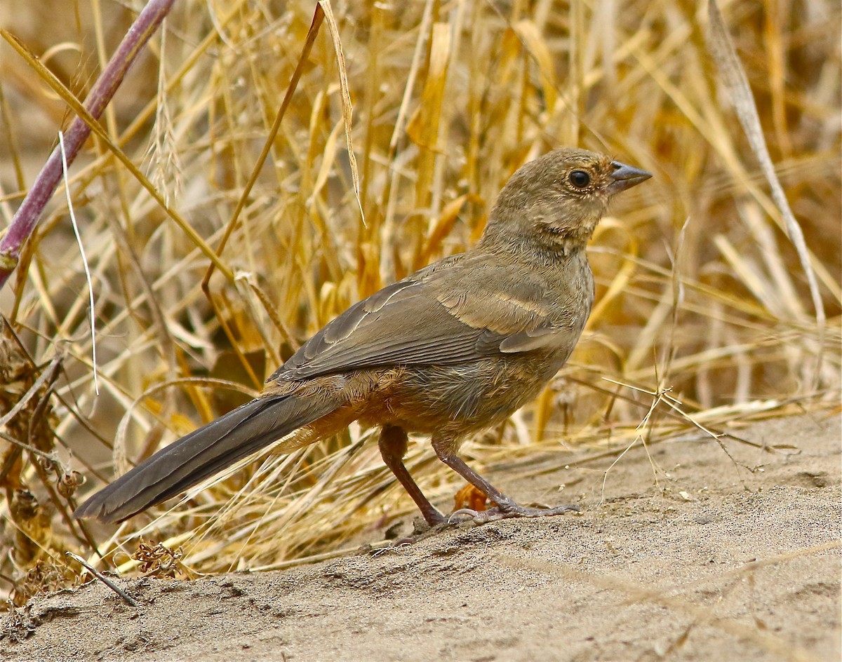 California Towhee - Don Roberson