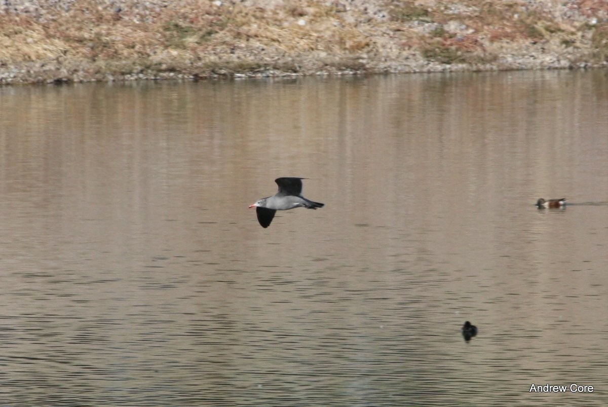 Gaviota Mexicana - ML67085911