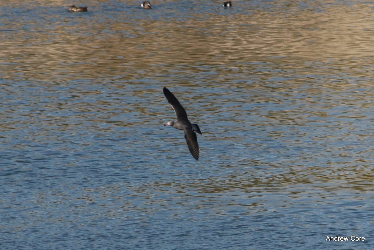 Gaviota Mexicana - ML67085931