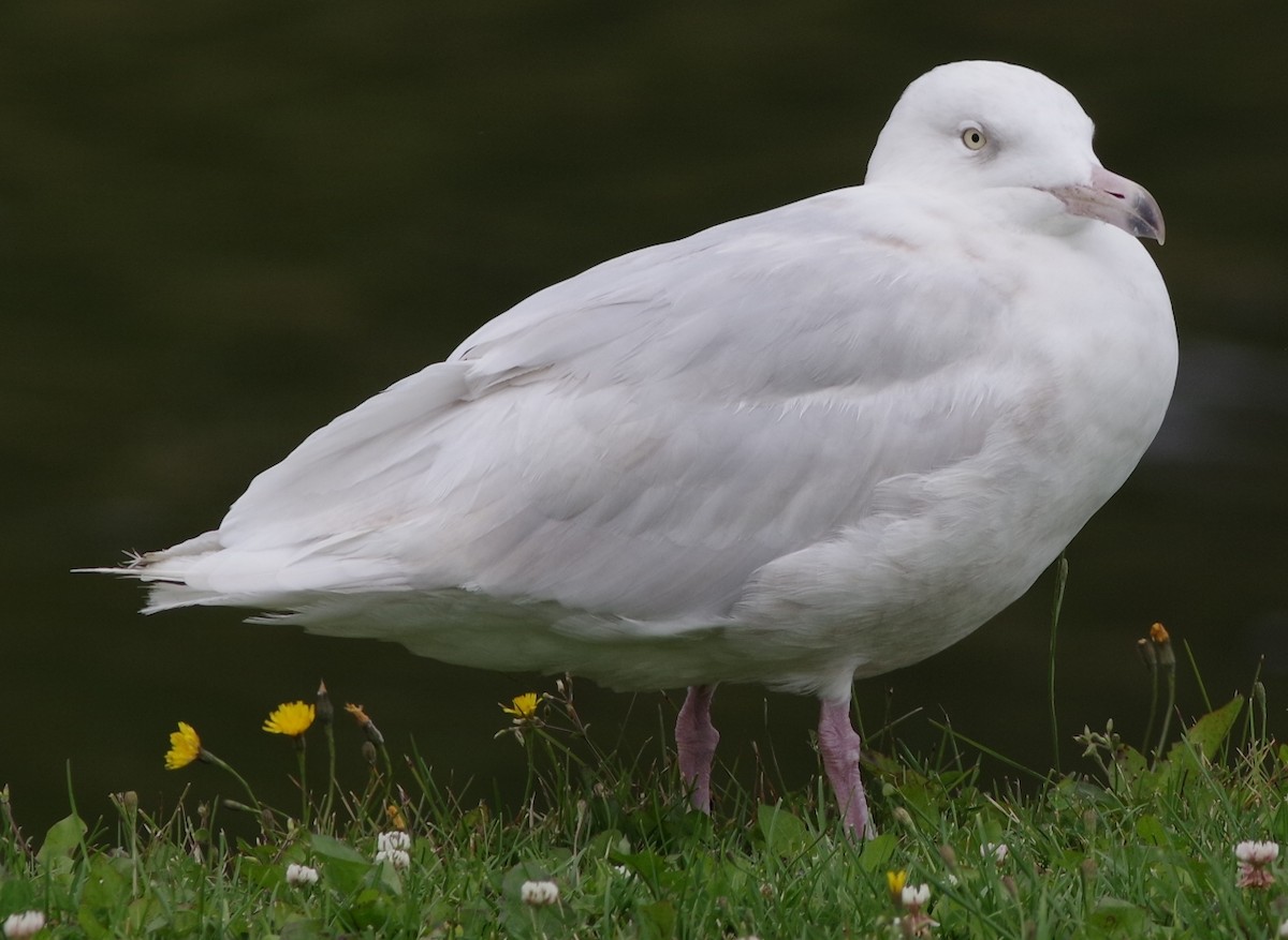 Glaucous Gull - Anthony Lang