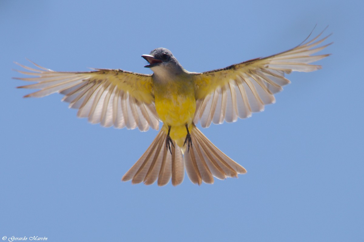 Тиран тропічний - ML67086161