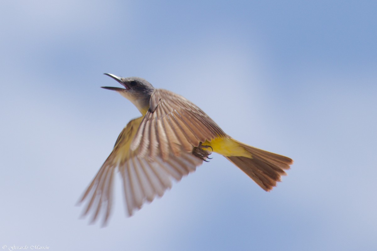 Tropical Kingbird - ML67086201