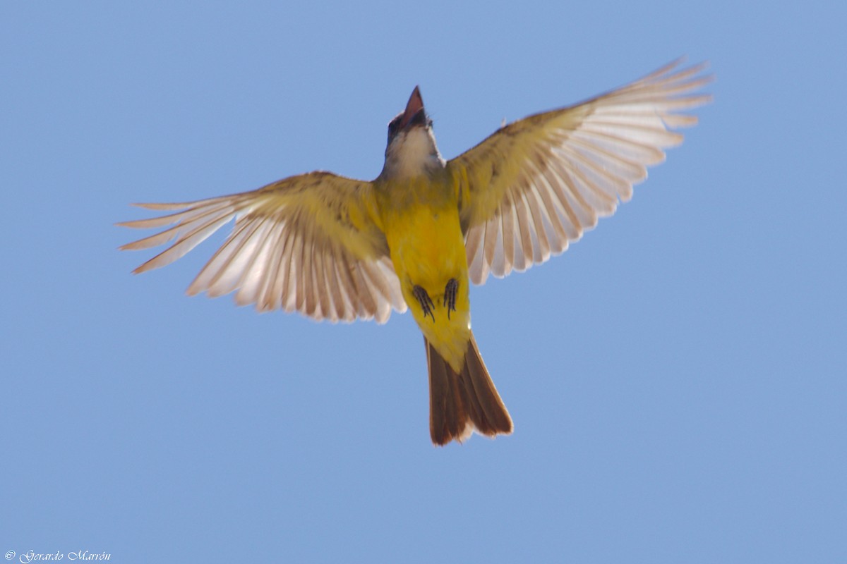 Tropical Kingbird - ML67086311