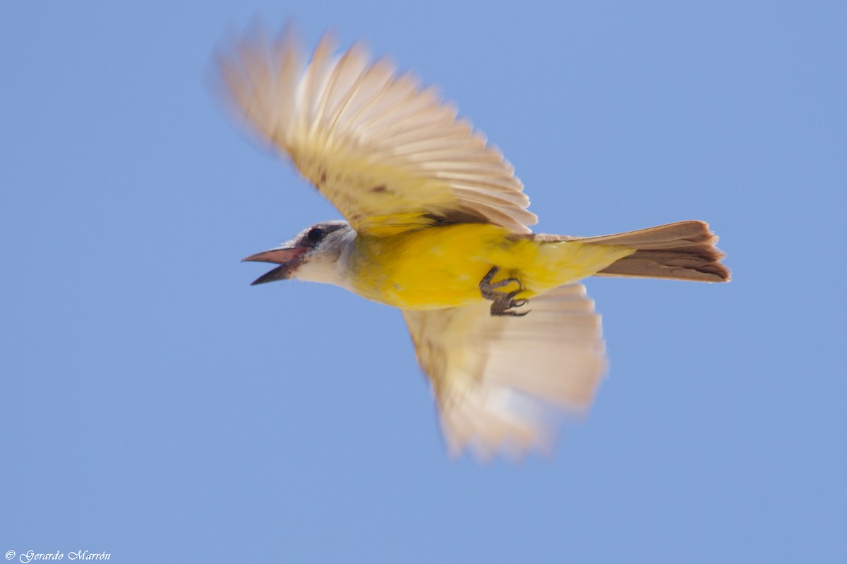 Тиран тропічний - ML67086331