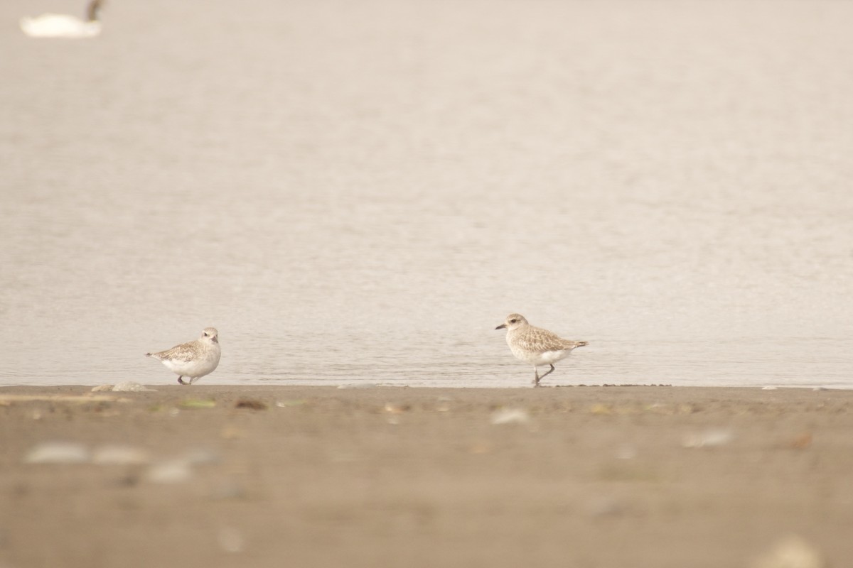 Black-bellied Plover - Mª Fernanda  Mosqueira (Wudko)