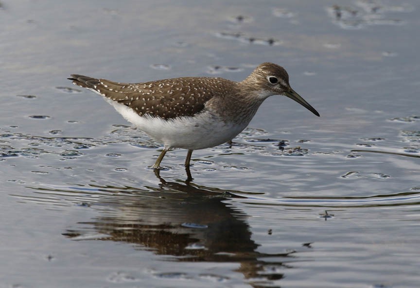 Solitary Sandpiper - Mark Dennis