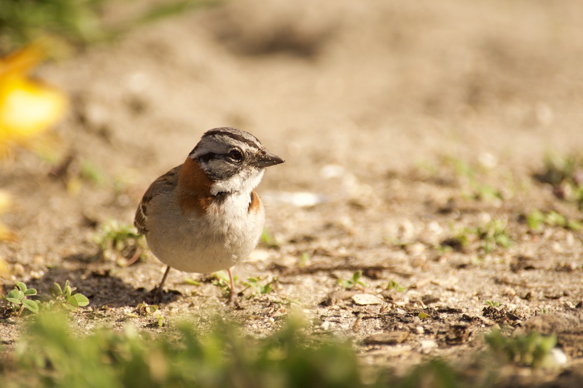Rufous-collared Sparrow - Mª Fernanda  Mosqueira (Wudko)