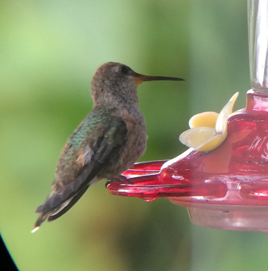 Anna's x Rufous Hummingbird (hybrid) - ML67088991