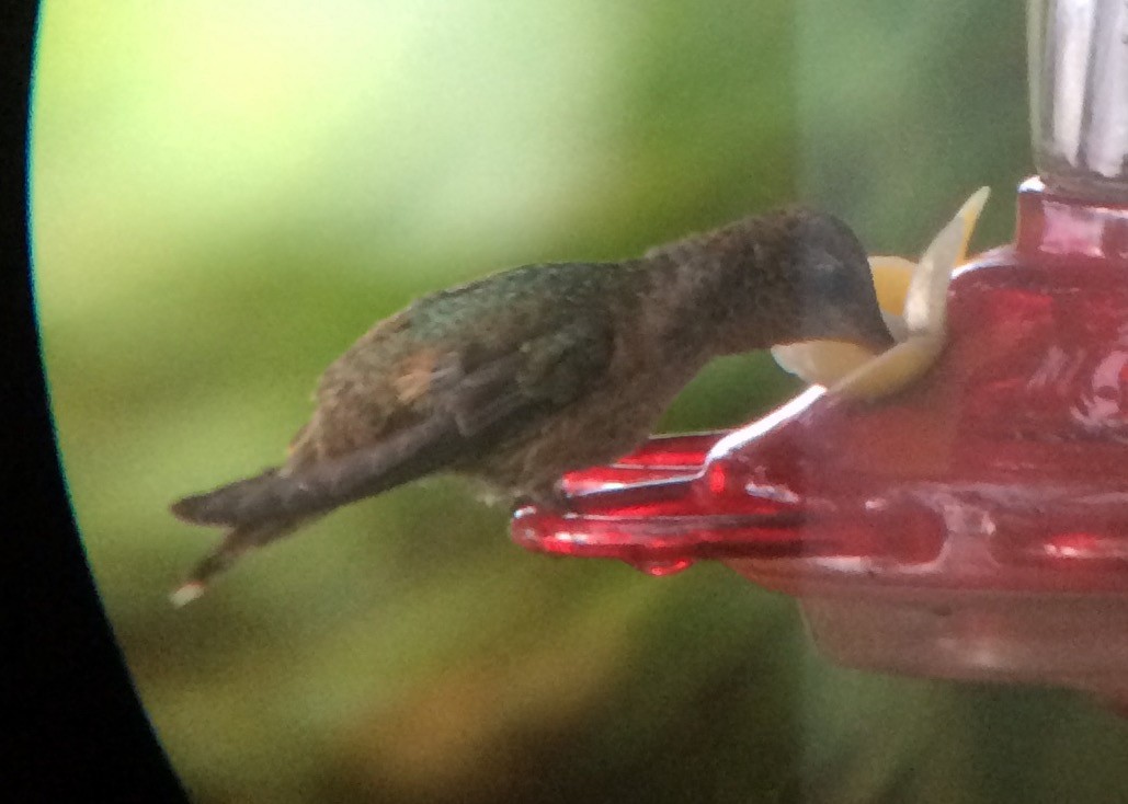 Anna's x Rufous Hummingbird (hybrid) - ML67089001