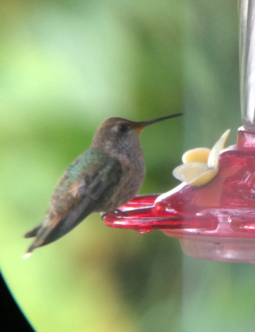 Anna's x Rufous Hummingbird (hybrid) - ML67089011