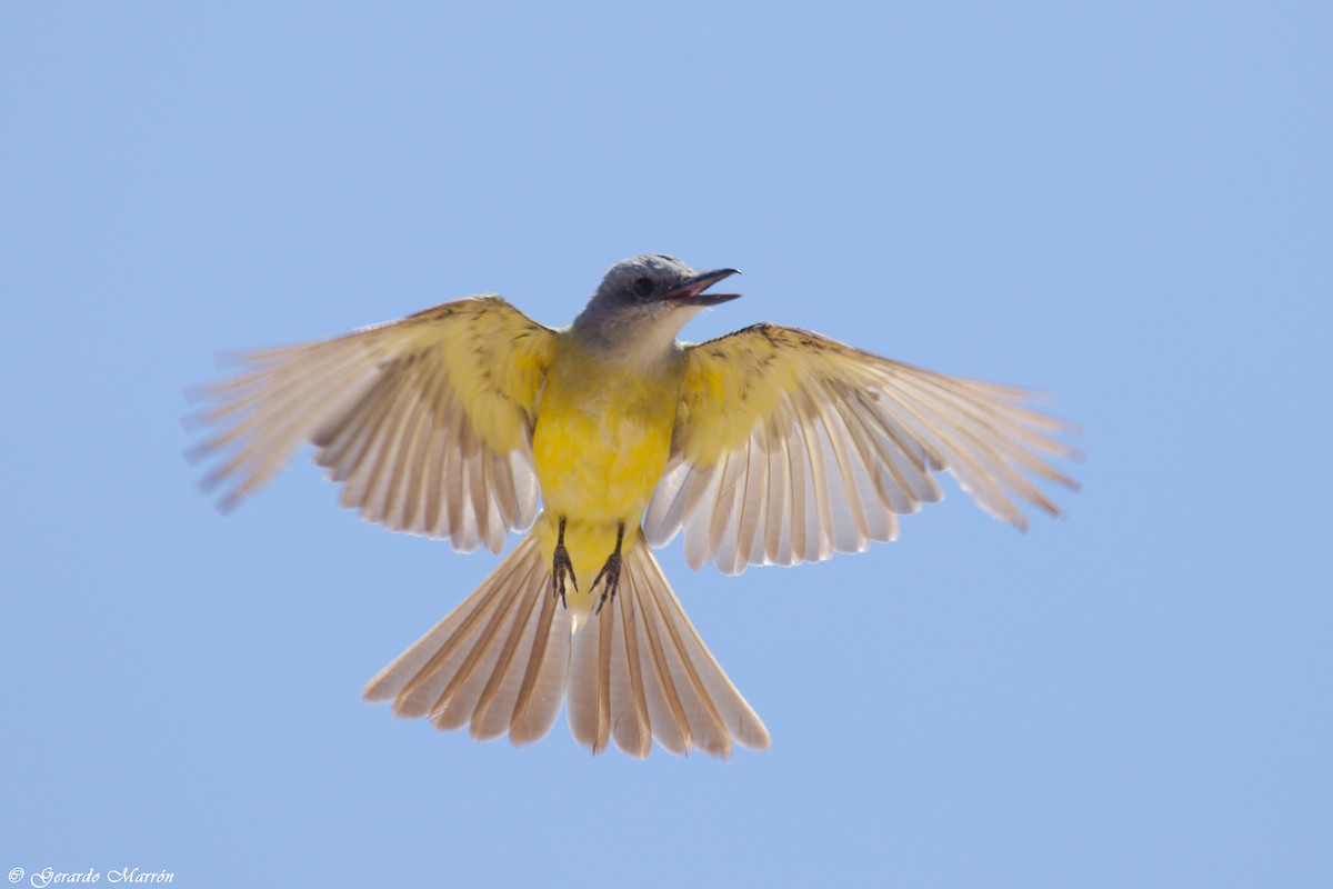 Tropical Kingbird - ML67089201