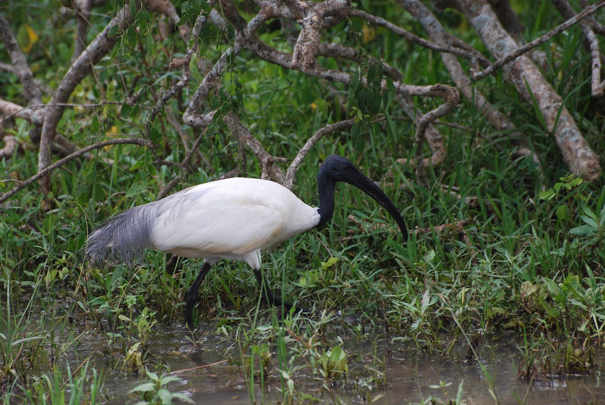 Black-headed Ibis - ML67090281