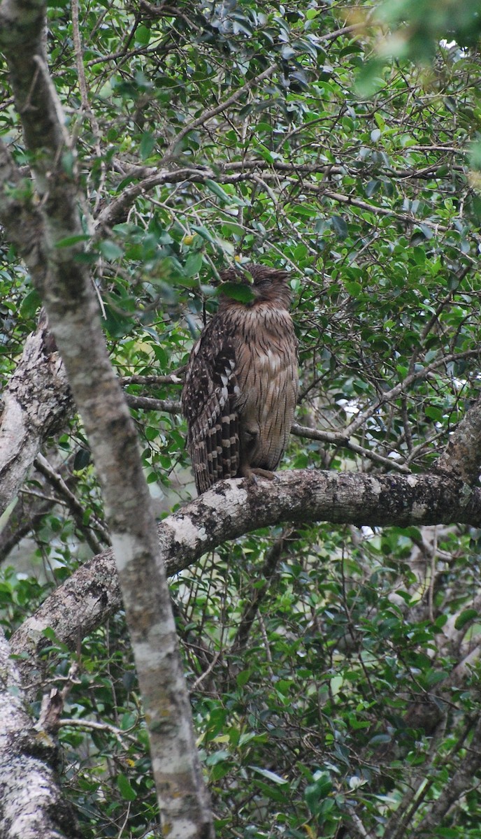 Brown Fish-Owl - ML67091041