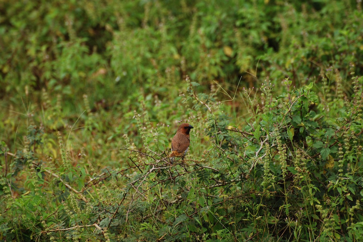 Scaly-breasted Munia - ML67091261