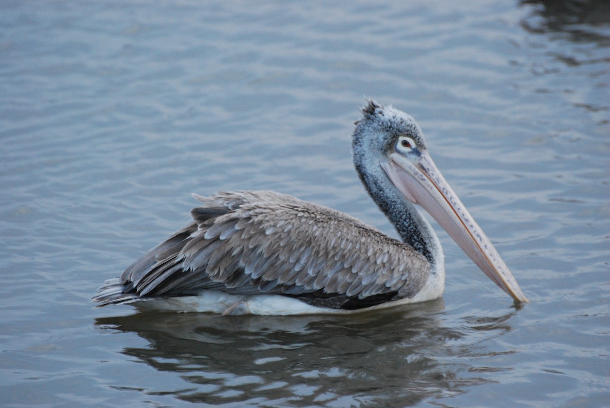 pelikán skvrnozobý - ML67091381