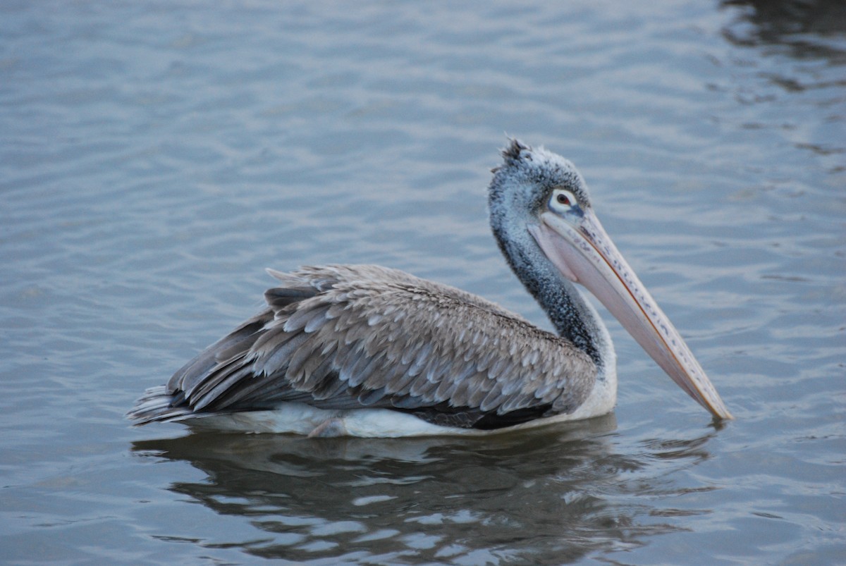 Spot-billed Pelican - ML67091381