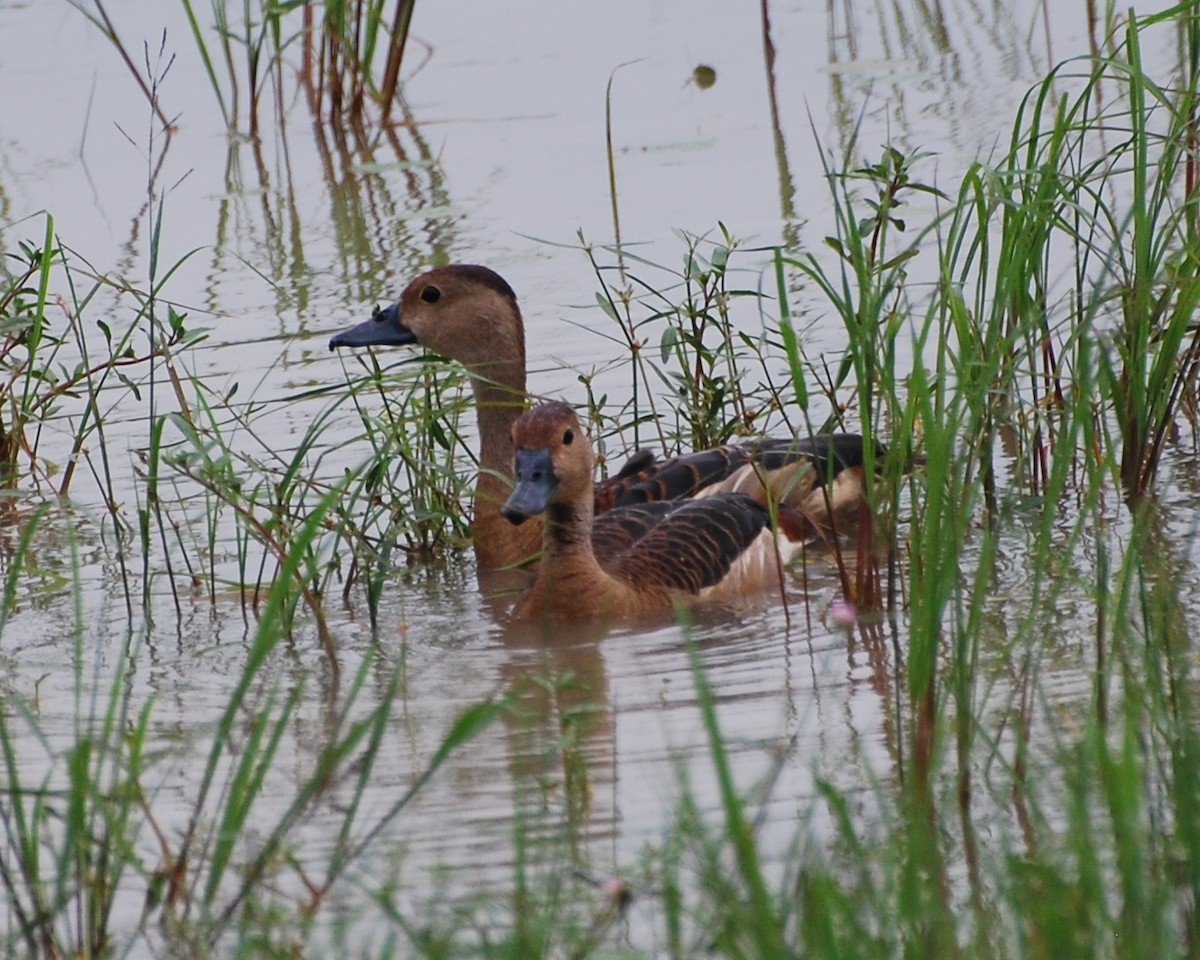 Dendrocygne siffleur - ML67091591