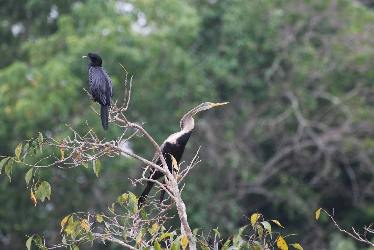 Anhinga Asiática - ML67091691