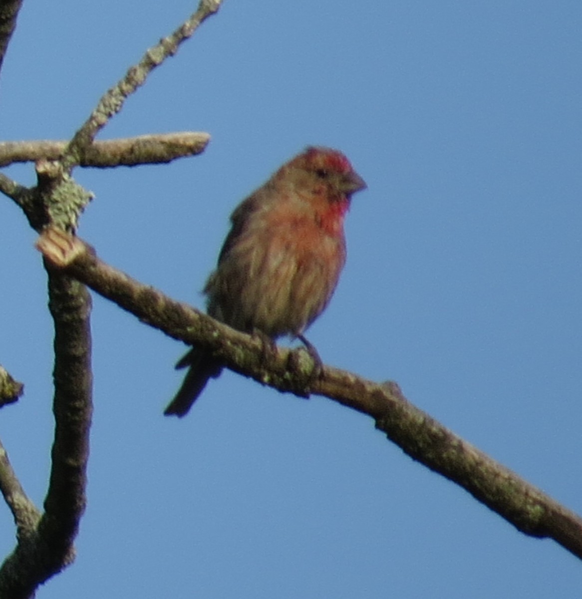 House Finch - ML67091941