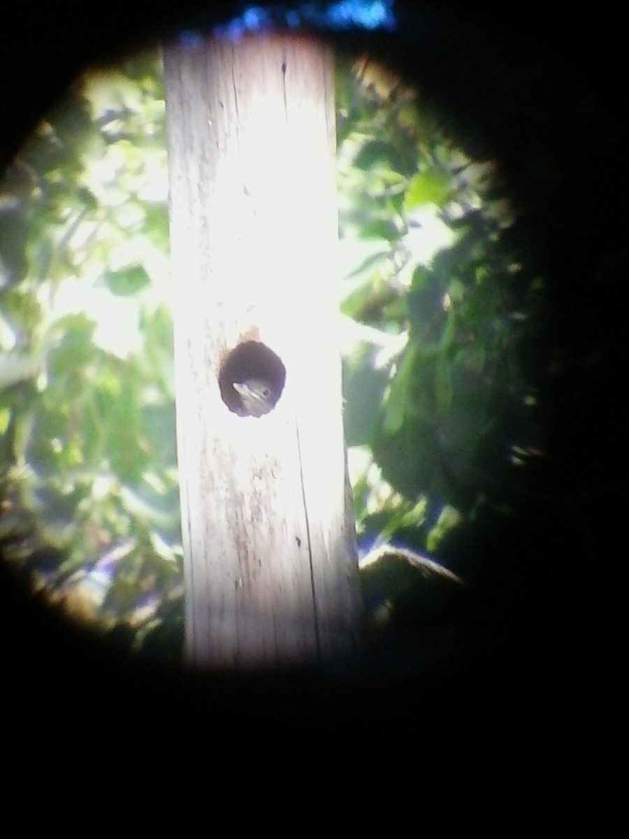 Red-headed Woodpecker - ML67092261