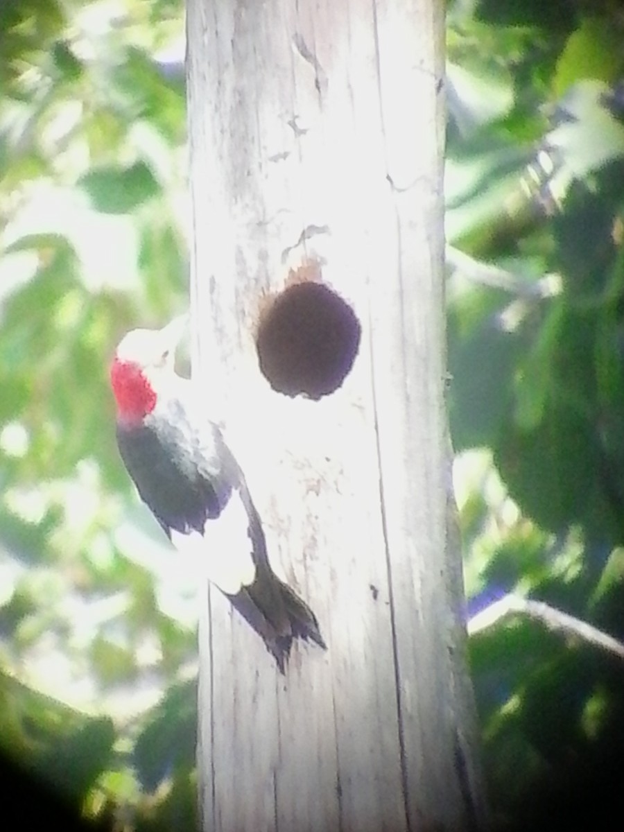 Red-headed Woodpecker - ML67092281