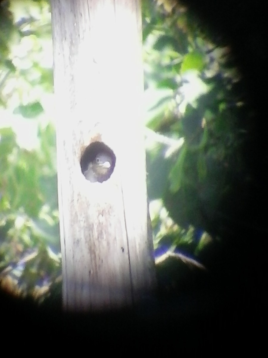 Red-headed Woodpecker - ML67092291