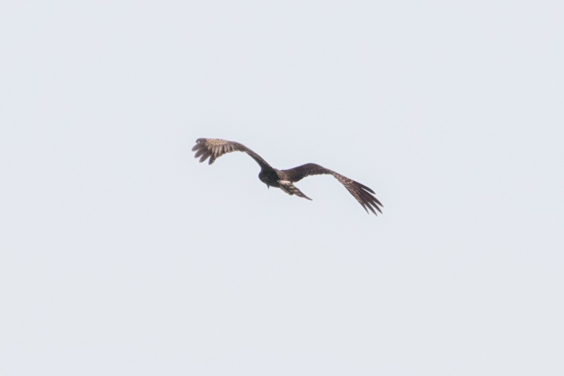 Long-winged Harrier - ML67093681