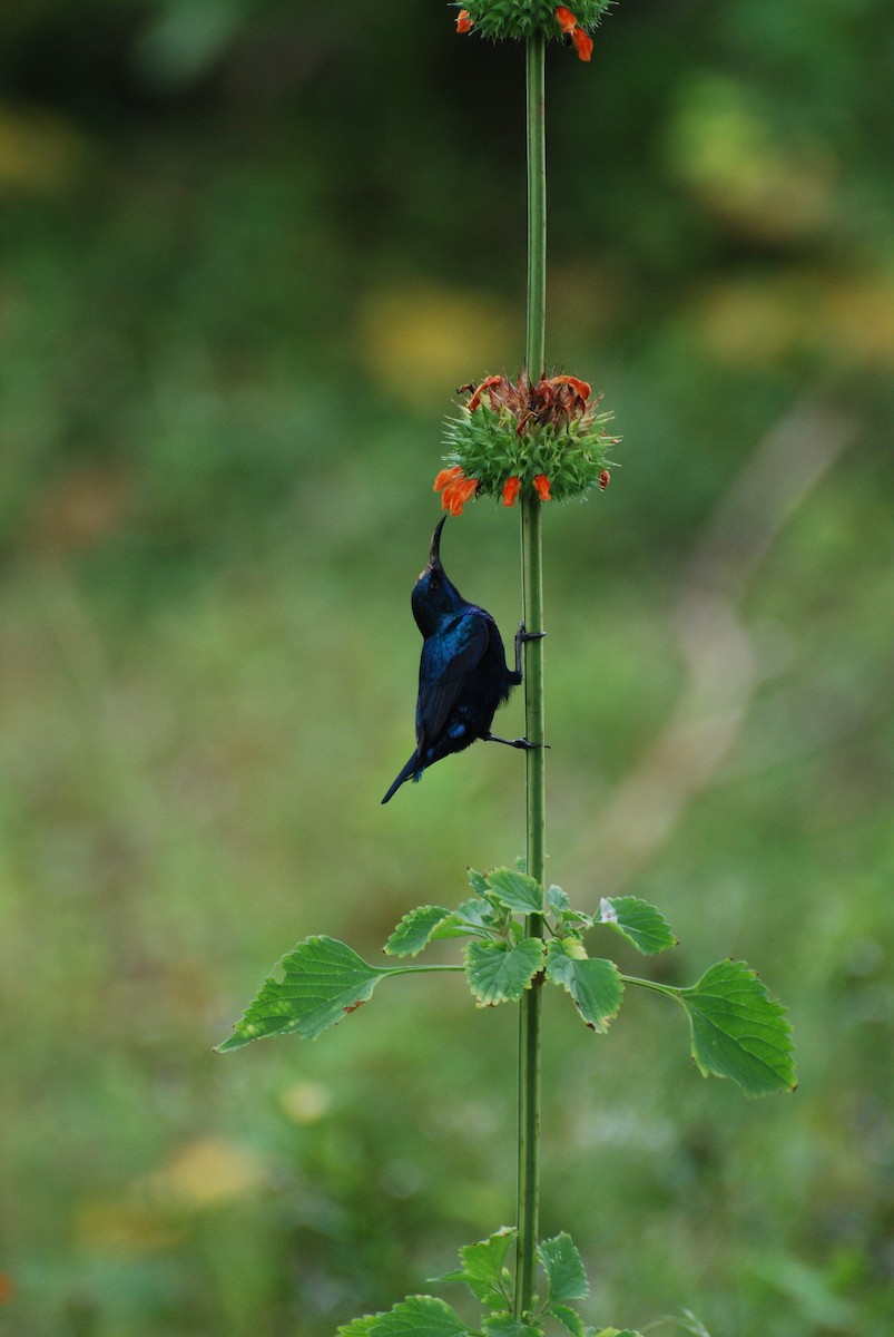 Purple Sunbird - ML67093721