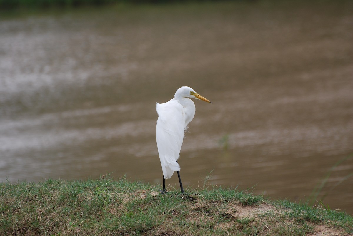 Medium Egret - ML67094521