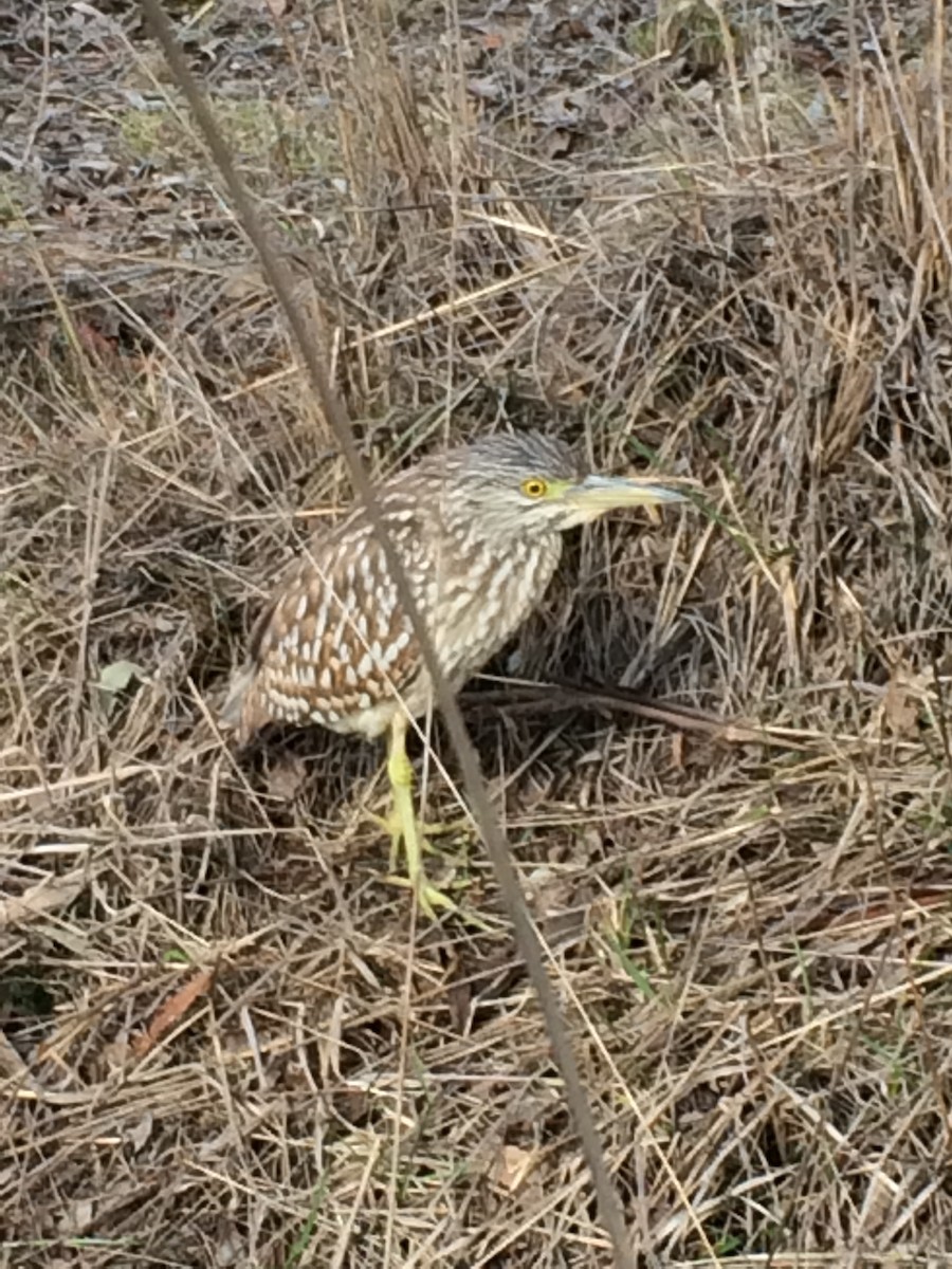 nankinghegre - ML67095921