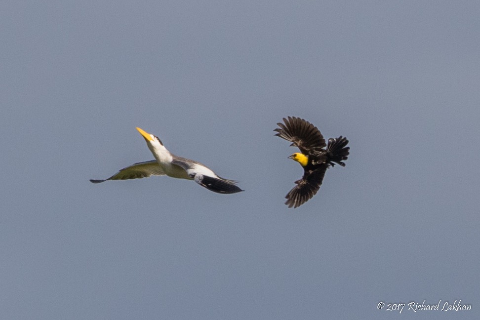 Large-billed Tern - Richard Lakhan