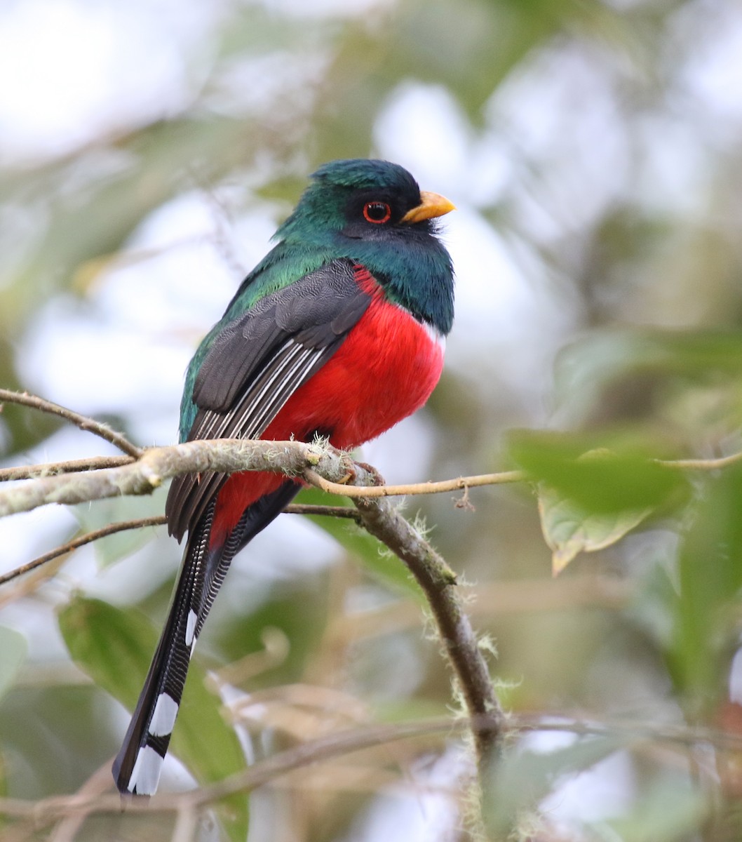 Masked Trogon - Matthew Grube