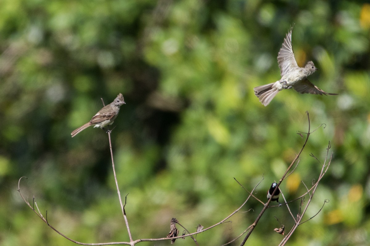 Yellow-bellied Elaenia - ML67097191