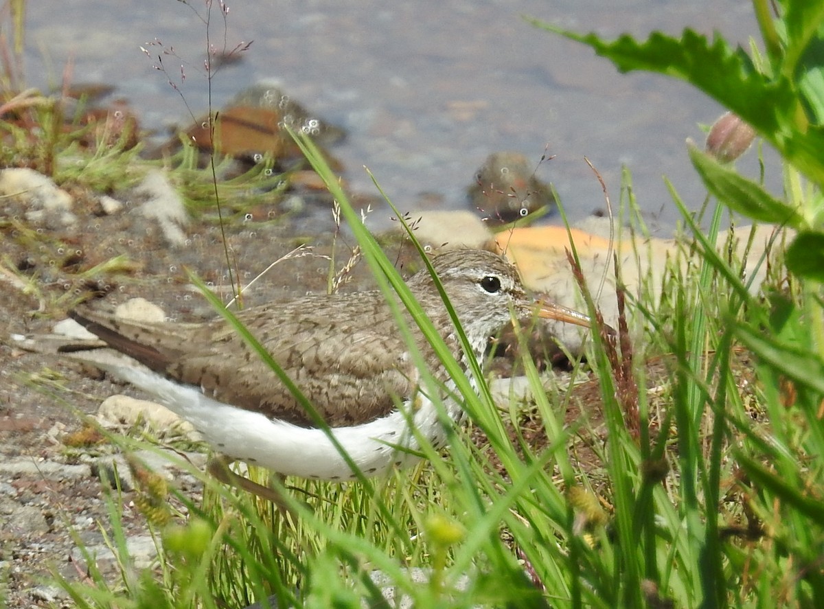 Spotted Sandpiper - ML67097861