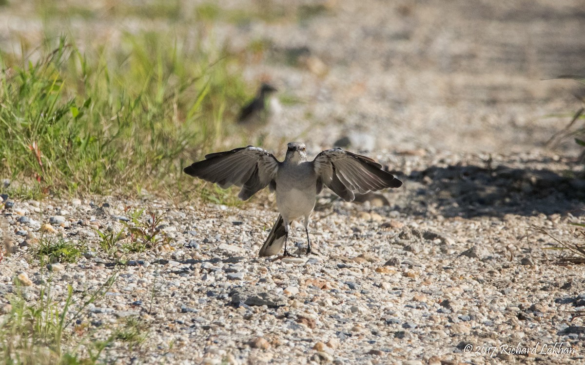 Tropical Mockingbird - ML67098431